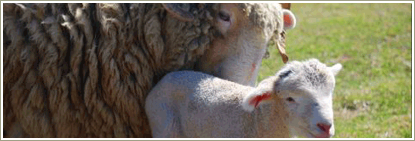 Farm Stays at the Stonehaven Family Farm