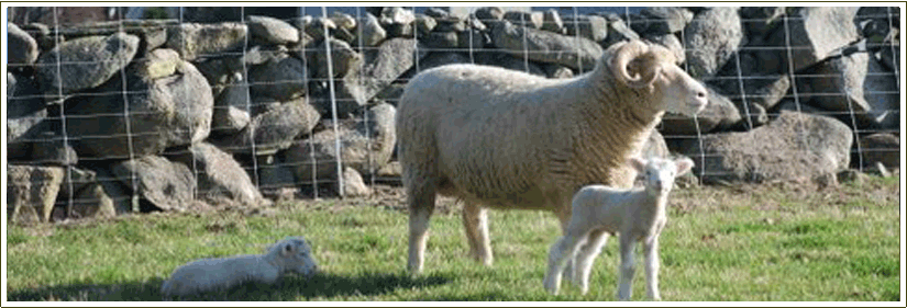 Farm Stays at the Stonehaven Family Farm