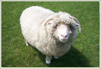 Farm Stays at the Stonehaven Family Farm